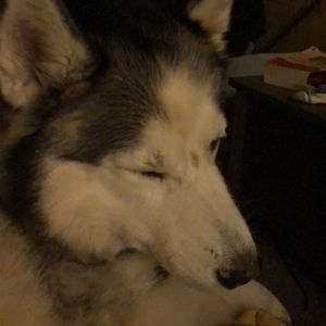 Meet your Posher, Kelly